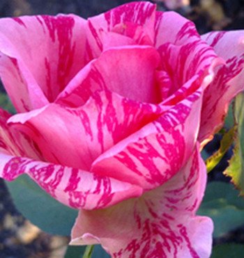 Роза «Пинк Интуишн»: описание сорта, фото