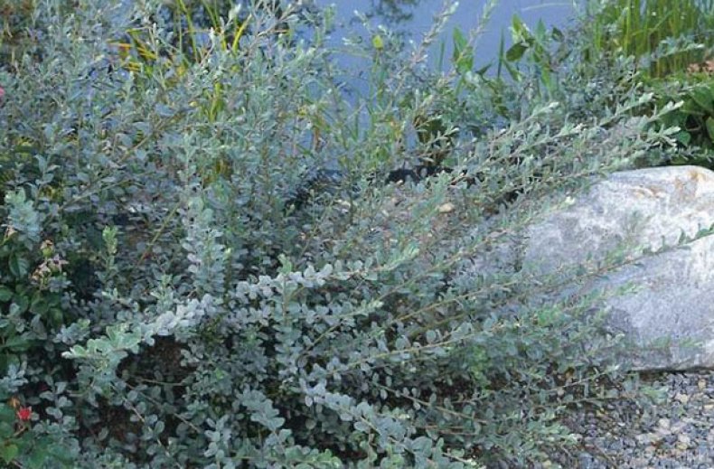 Где растет карликовая ива описание и размножение вида