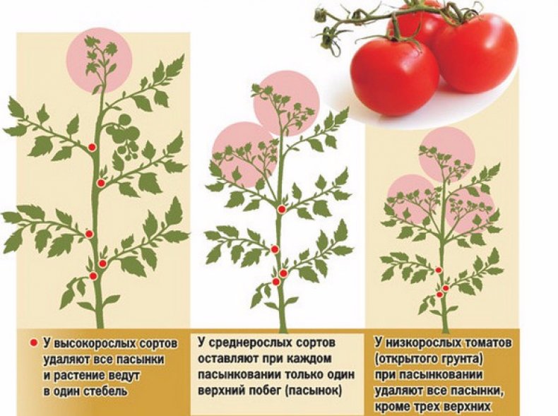Схема пасынкования томатов