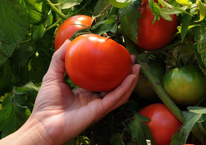 Сбор урожая томатов