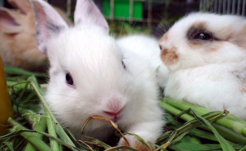 Кормление кроликов травой