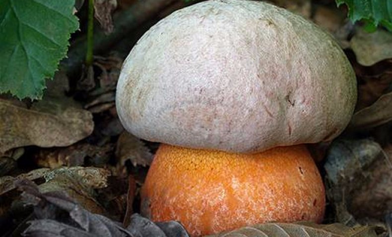 ложная разновидность сатанинского грибаложная разновидность сатанинского гриба