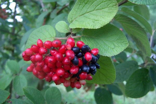 Калина желто зеленая