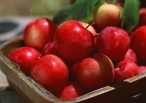 Вкусные сорта яблок для Ленинградской области