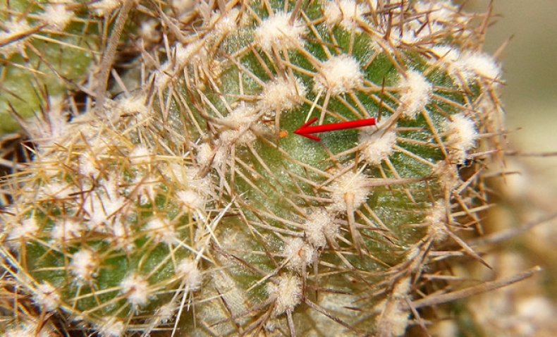 Красный паутинный клещ на кактусе