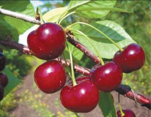 Один из самых высокоурожайный сортов вишни, что привлекает к ней особое внимание садоводов.