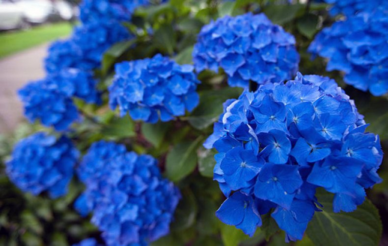 синий, голубой, цветок, название, фото