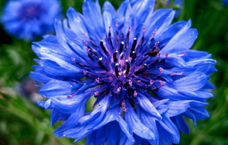 синий, голубой, цветок, название, фото