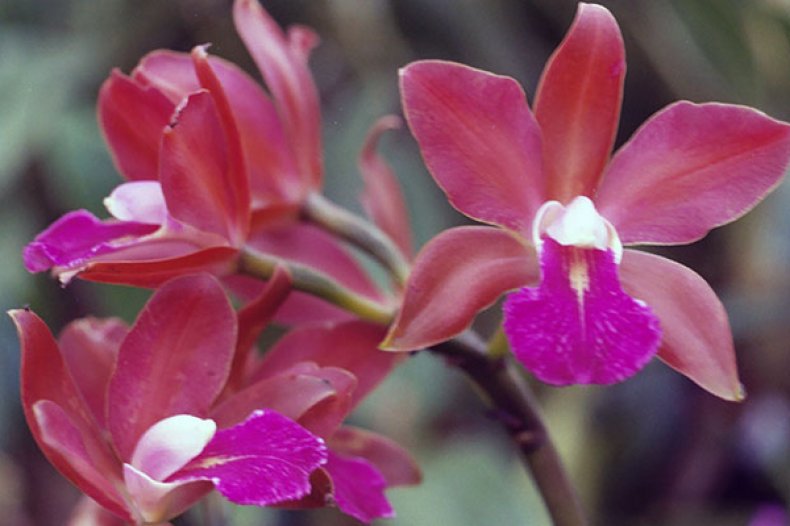 Орхидея Каттлея двухцветная