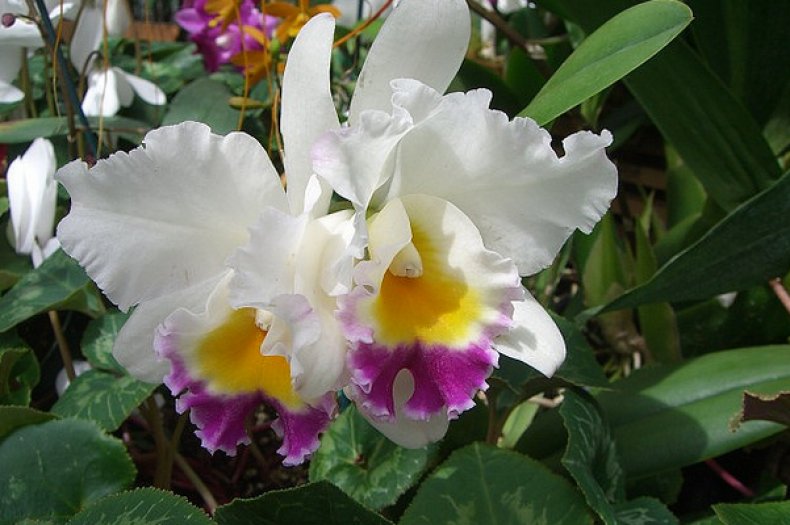 орхидея, каттлея, описание, выращивание, губном лепестке