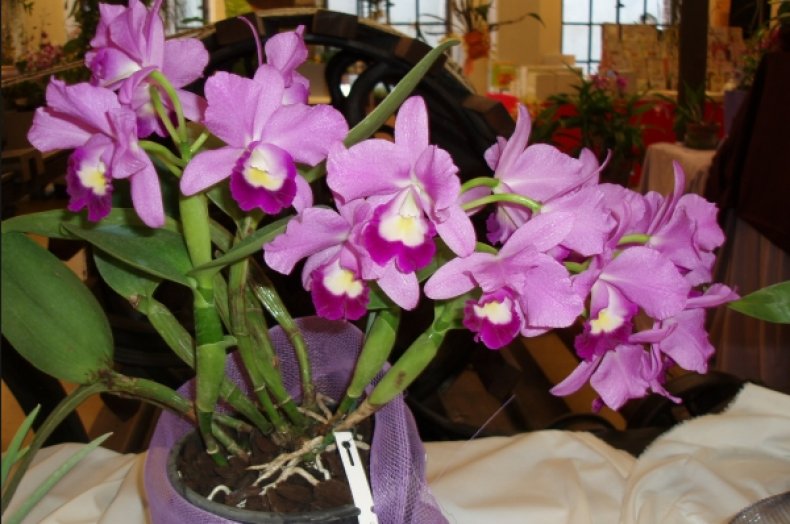 орхидея, каттлея, описание, выращивание, губном лепестке