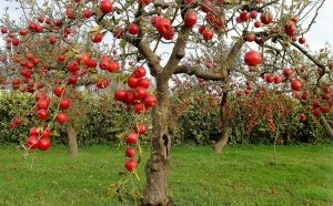 Деревья яблони
