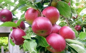 Красивые и сладкие плоды яблони
