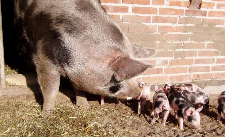 Все самое важное о разведении свиней породы пьетрен