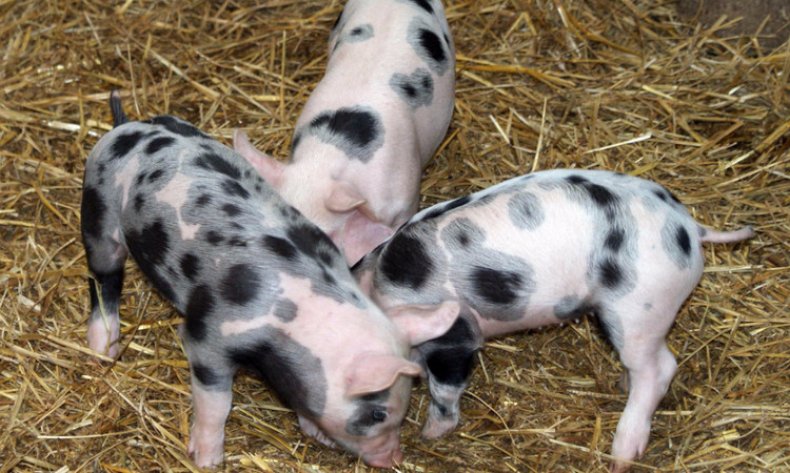 Все самое важное о разведении свиней породы пьетрен