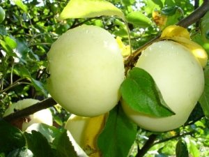 Когда яблоки доспевают, они становятся белыми