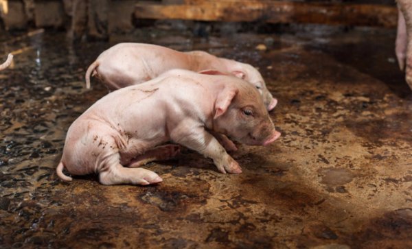 Рожа свиней симптомы и лечение, рожа у свиней (фото и видео)