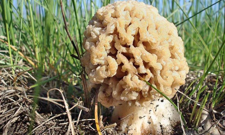 Строчки и сморчки грибы фото как отличить