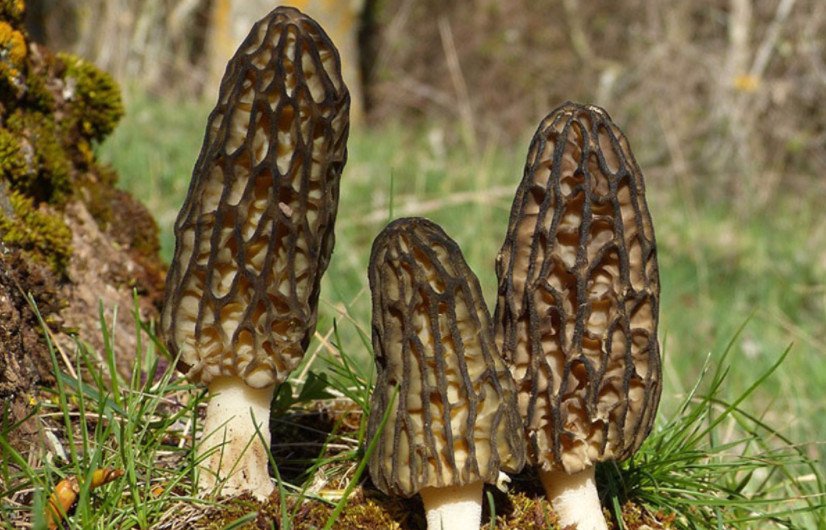 Как выглядят грибы сморчки и строчки фото и описание