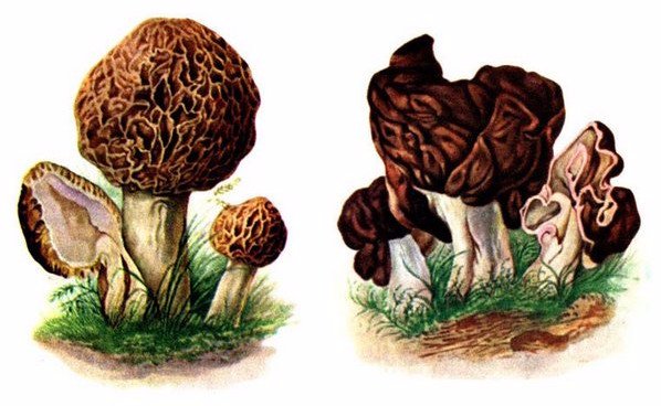 Сморчки и строчки как отличить эти грибы (описание и фото)