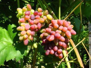 Виноград сорта Арочный