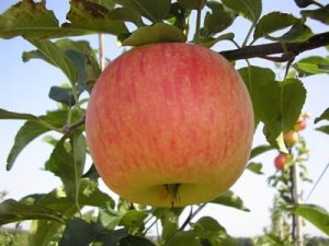 «Коричное полосатое» один из самых вкусных сортов яблок