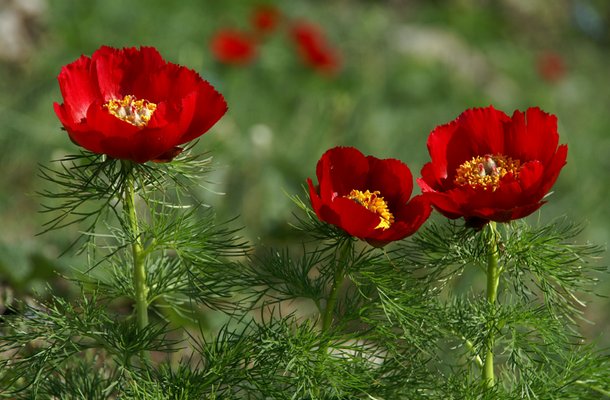 Воронцы цветы фото белгород