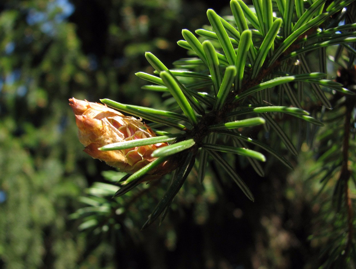 Ель почковатая (Picea gemmata)