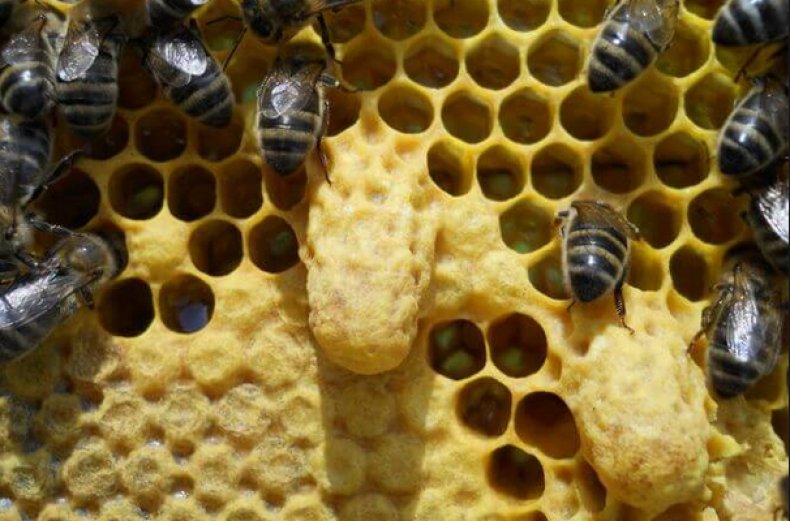 Все о пчеломатках характеристика, виды, вывод, этапы развития