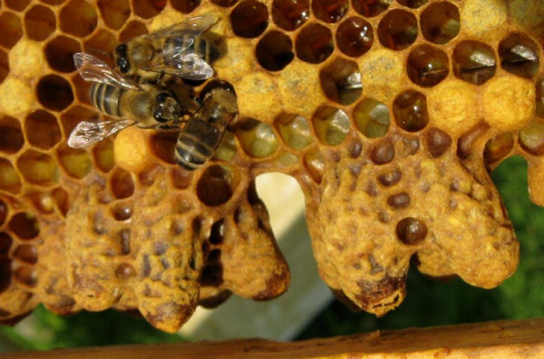 Все о пчеломатках характеристика, виды, вывод, этапы развития