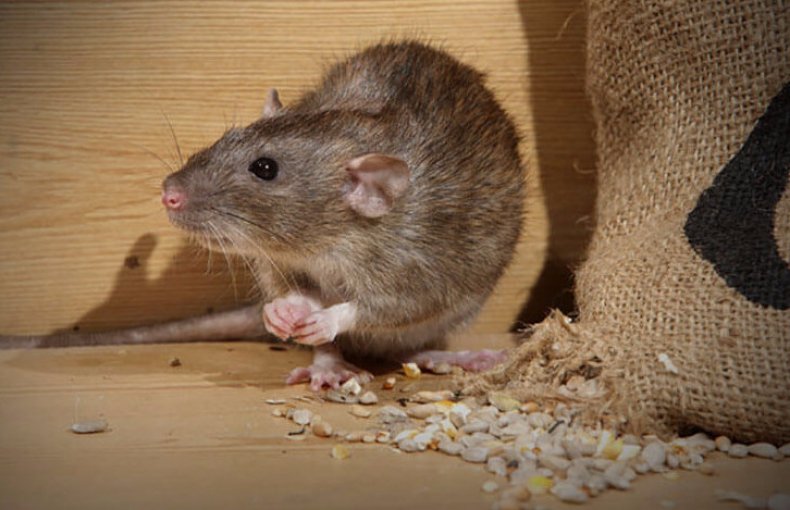 Как избавиться от крыс и мышей в огороде и на даче действенные методы борьбы с грызунами