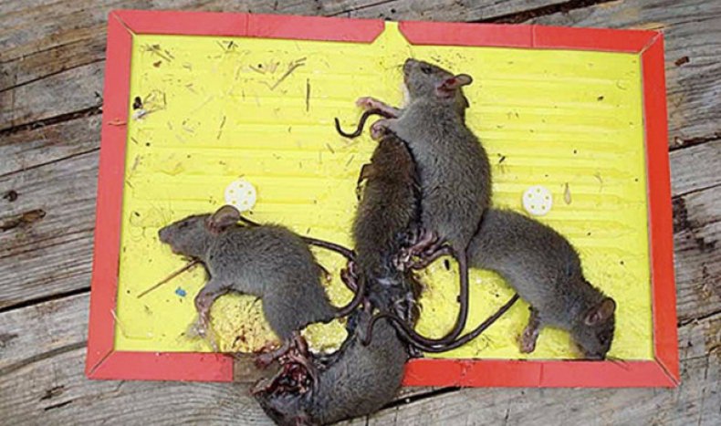 клеевые ловушки для крыс и мышей