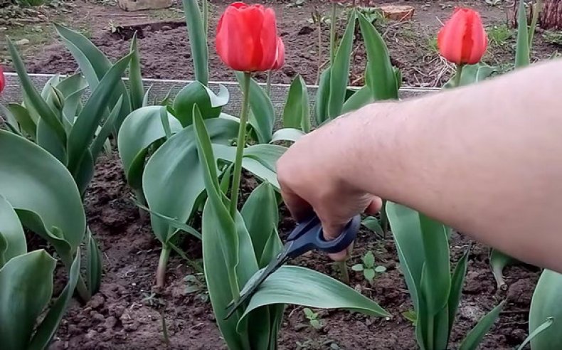 Обрезка тюльпанов