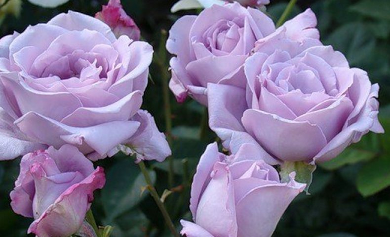 Голубая роза «Блю Парфюм