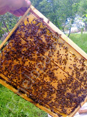 пчелопакет