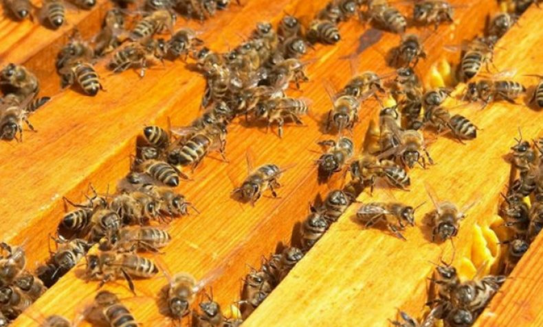 Пчелосемья