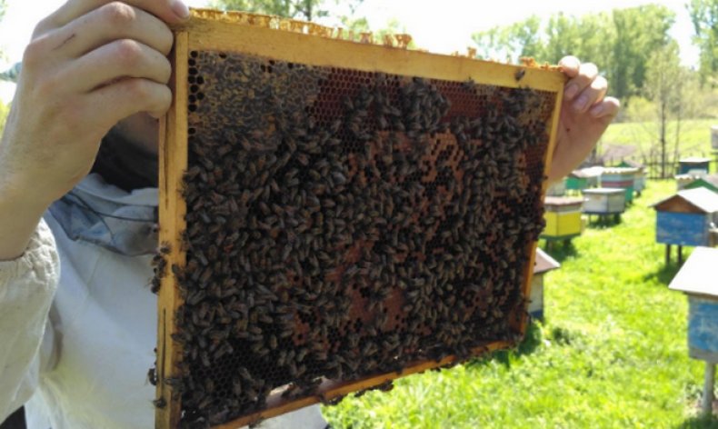 пчелопакеты, пересадить, пчела, улей, пересадить пчел