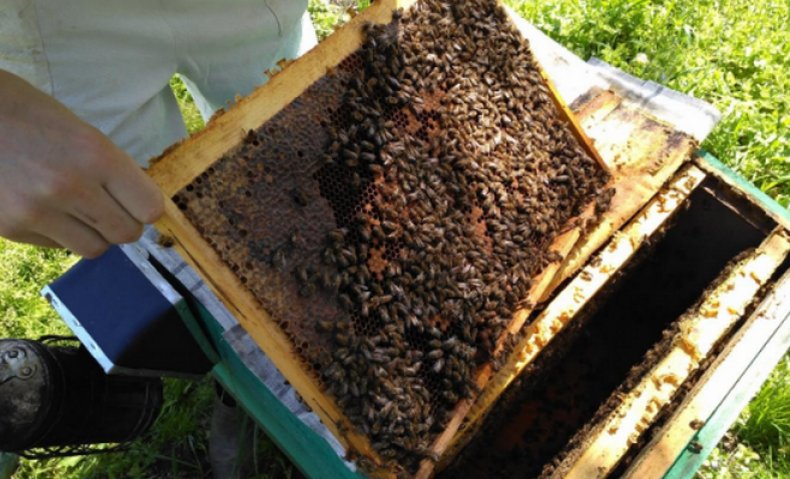 пересадить пчел из пакета в улей
