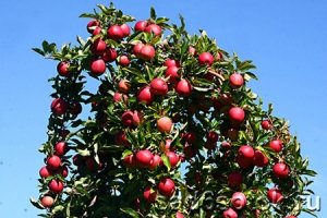 Плоды дерева яблони