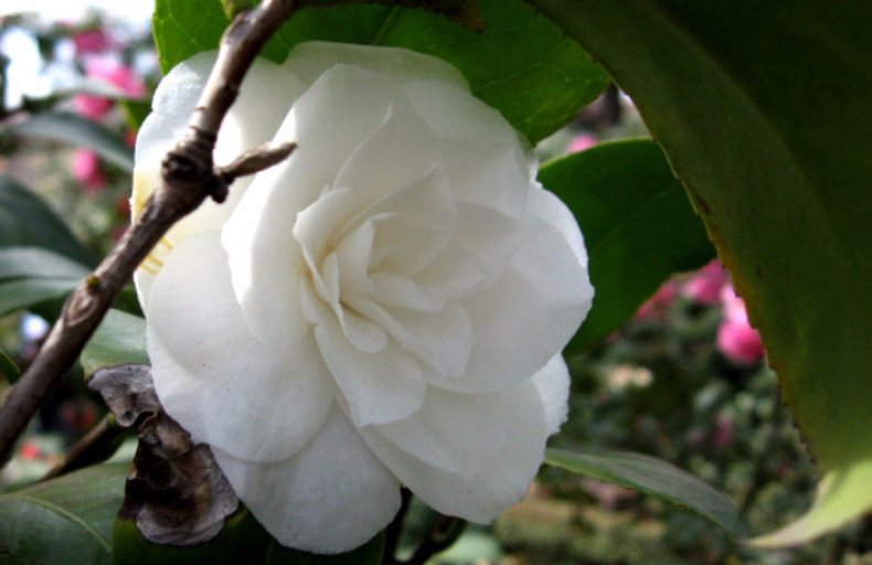 камелия, японский, описание, фото, Camellia williamsii