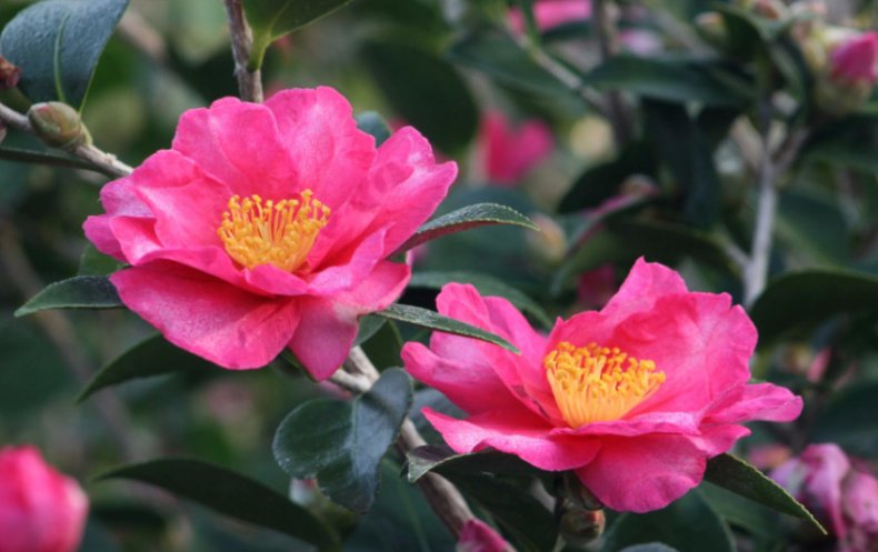 камелия, японский, описание, фото, Camellia williamsii