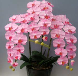Imagini pentru орхидея