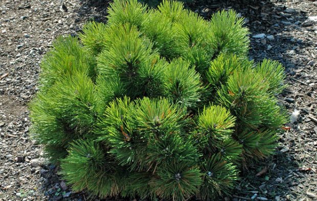 Uros Pinus kuvia