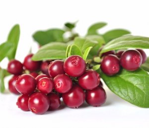 Брусника полезные свойства и применение ягод и листьев