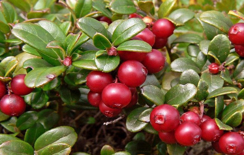 Брусника полезные свойства и применение ягод и листьев