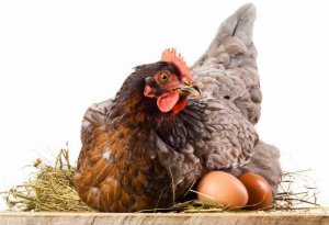 Курица несет яйца