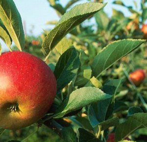 Как прививать плодовые деревья популярные виды