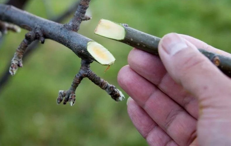 Как прививать плодовые деревья популярные виды