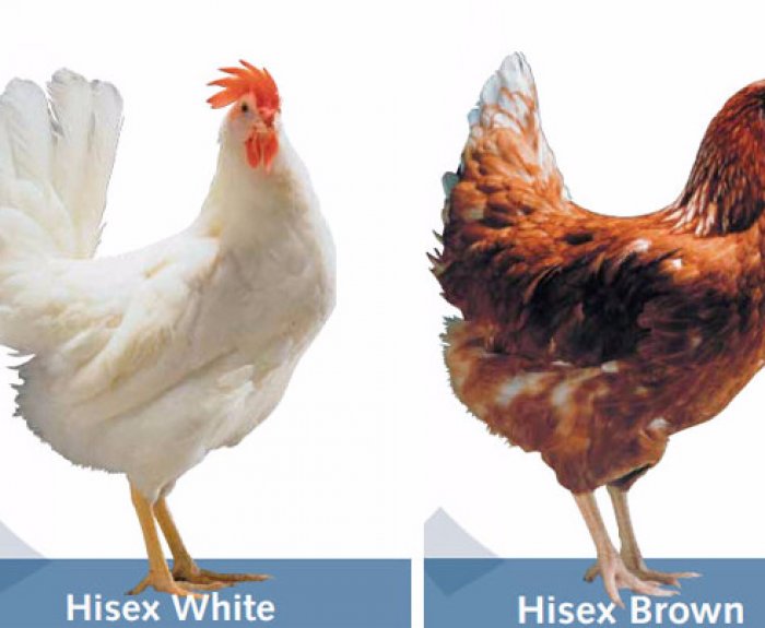 Хайсеки курицы браун. Хайсекс Уайт Браун. Куры несушки Хайсекс Браун. Цыплята породы Хайсекс Браун. Несушка Ломан Браун и Уайт.