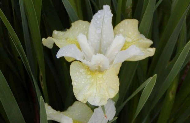 Ирис Белый Читать Без Регистрации